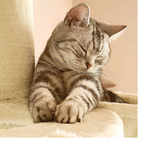 Схема вышивки «Серия "Коты"»