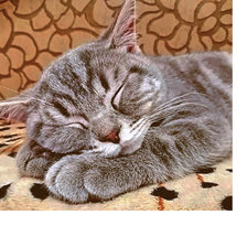 Схема вышивки «Серия "Коты"»