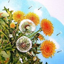 одуванчики 2