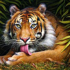 Схема вышивки «тигр»