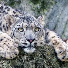 Снежный барс