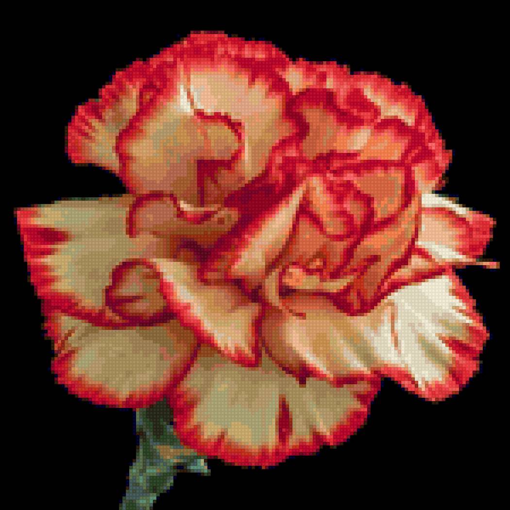 Hoa - hoa - предпросмотр