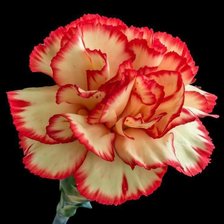 Схема вышивки «Hoa»