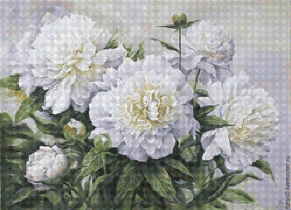Белые пионы - пионы, цветы - предпросмотр