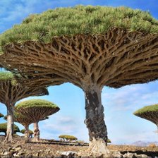 Схема вышивки «Драконовое дерево»