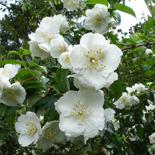 Схема вышивки «№2437141»