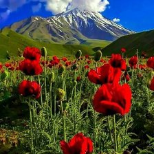 Схема вышивки «Маки»