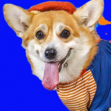 Схема вышивки «Корги Маруся Леонидовна»