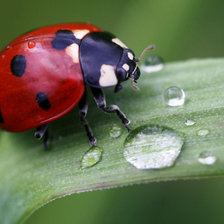 божья коровка