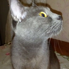 Схема вышивки «Кошка Ксюша»