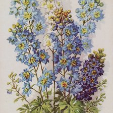 Схема вышивки «дельфиниум»