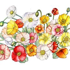 Схема вышивки «маки»