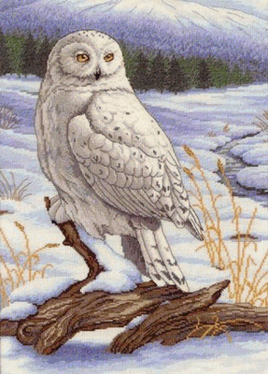 №2437905 - предпросмотр