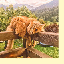 Схема вышивки «Серия "Коты"»