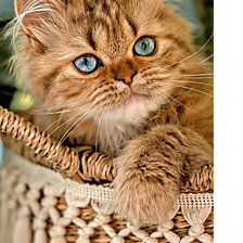 Схема вышивки «Серия "Коты"»