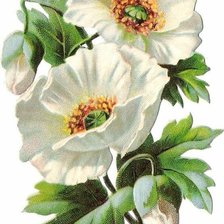 Схема вышивки «Белые маки»