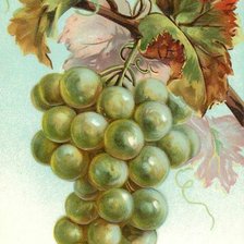 Виноградная ветка