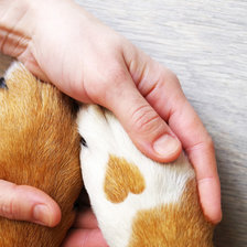 Схема вышивки «Лапка Лайк»