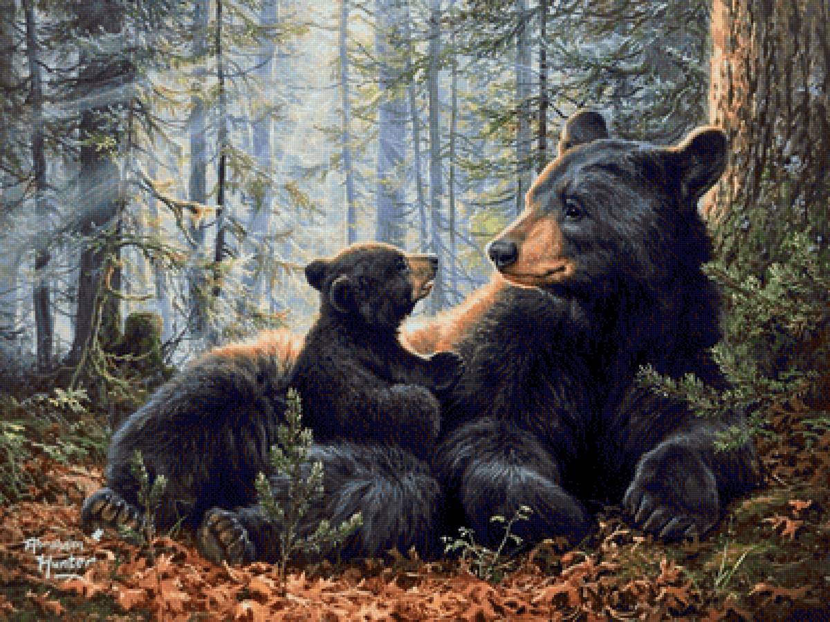 медведи - животные - предпросмотр