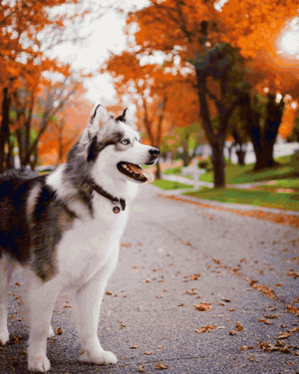 Хаски на прогулке в городе. - собака, животные, хаски - предпросмотр