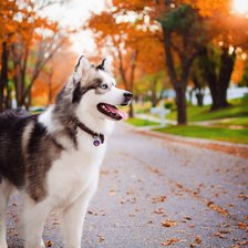 Схема вышивки «Хаски на прогулке в городе.»