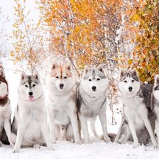 Схема вышивки «Хаски зимой. Друзья вместе»