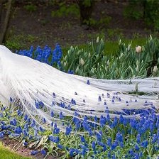 Схема вышивки «павлин»