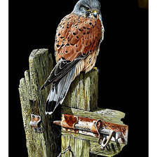 Схема вышивки «Пустельга.»