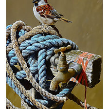 Схема вышивки «Воробушек.»