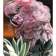 Схема вышивки «Чудо в перьях)»