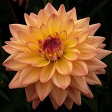 Схема вышивки «flor»