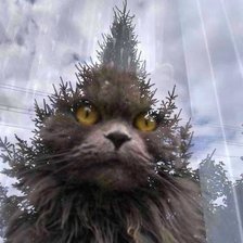 Схема вышивки «Кот»