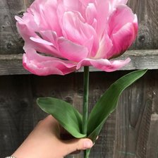 Схема вышивки «Тюльпан розовая звезда»