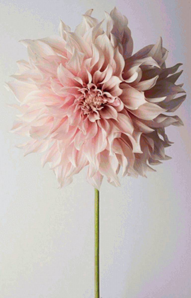 Георгин далия - георгин, цветы - предпросмотр