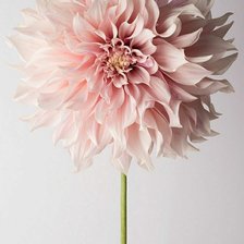 Георгин далия