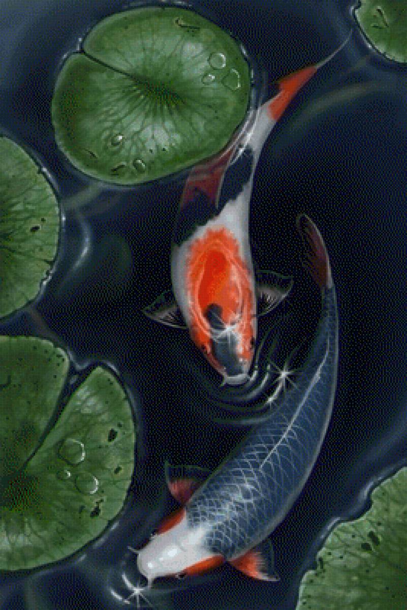 Карпы кои - японские рыбки, карпы, янь, кои, инь - предпросмотр