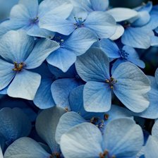 голубая гортензия