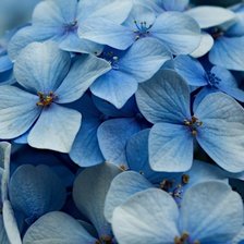 подушка голубая гортензия