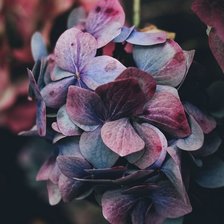 подушка гортензия