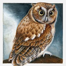 Схема вышивки «Сова»