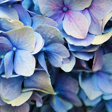 Схема вышивки «гортензия голубая2»