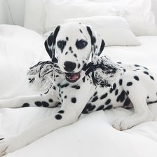 Схема вышивки «Щенок далматина»