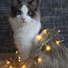 Схема вышивки «Котёнок породы рагамаффин»