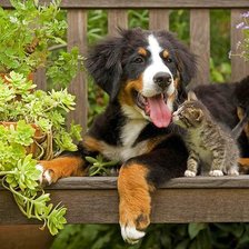 Схема вышивки «Щенки Зенненхунда»