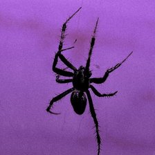 Схема вышивки «Паук»