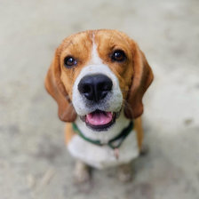 Схема вышивки «Бигль»