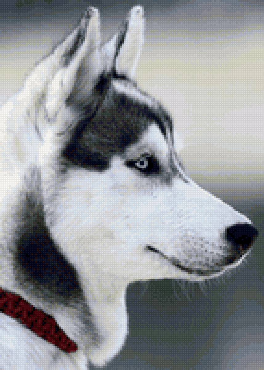 Хаски - хаски, собака - предпросмотр