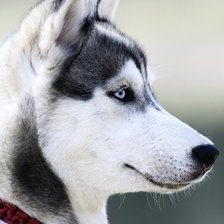 Схема вышивки «Хаски»