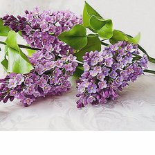 Схема вышивки «352х248»