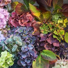 Схема вышивки «гортензия букет»